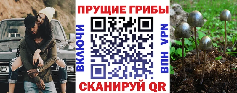 blacksprut вход  Касли  Галлюциногенные грибы Psilocybe  наркота 